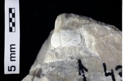 Foto (Detailansicht) von Decapoda indet. (NHMW-GEO-1990-0041-0434)